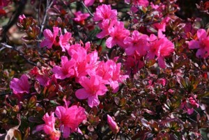 f:id:yoko_asami:20091209084226j:image