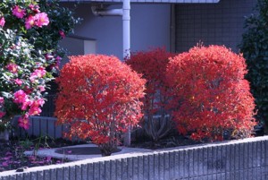 f:id:yoko_asami:20091209084228j:image