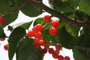 f:id:yoko_asami:20120522065522j:image