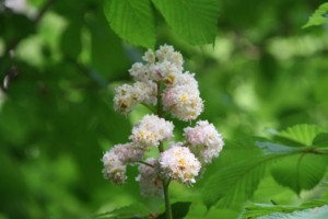 f:id:yoko_asami:20120522065527j:image