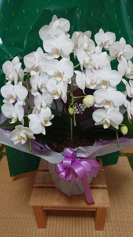 f:id:yoko_asami:20200823175647j:plain f:id:yoko_asami:20200823175647j:plain