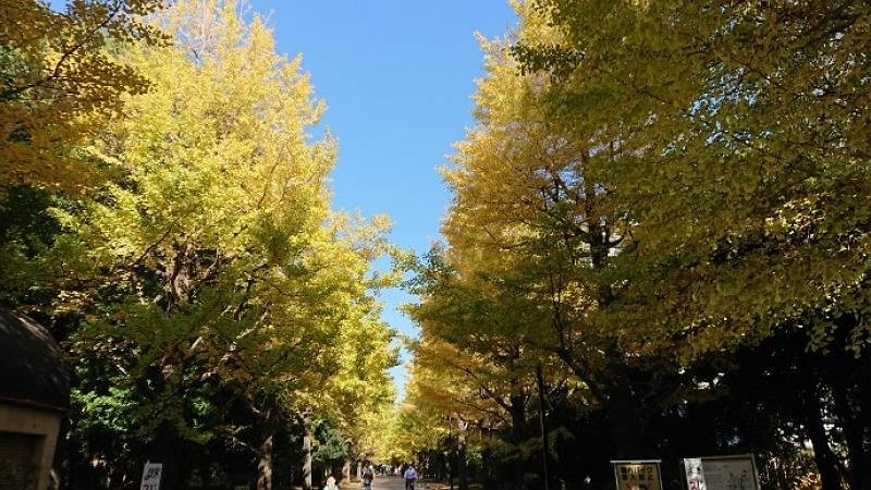 f:id:yoko_asami:20201130105136j:plain