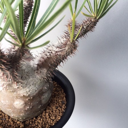 f:id:yokohama-kukan:20151002174447j:image