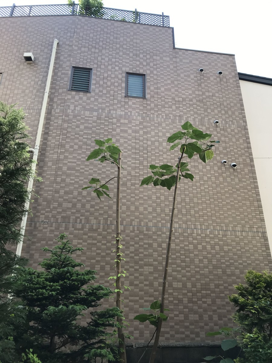 f:id:yokohama-kukan:20190524150512j:plain f:id:yokohama-kukan:20190524150512j:plain