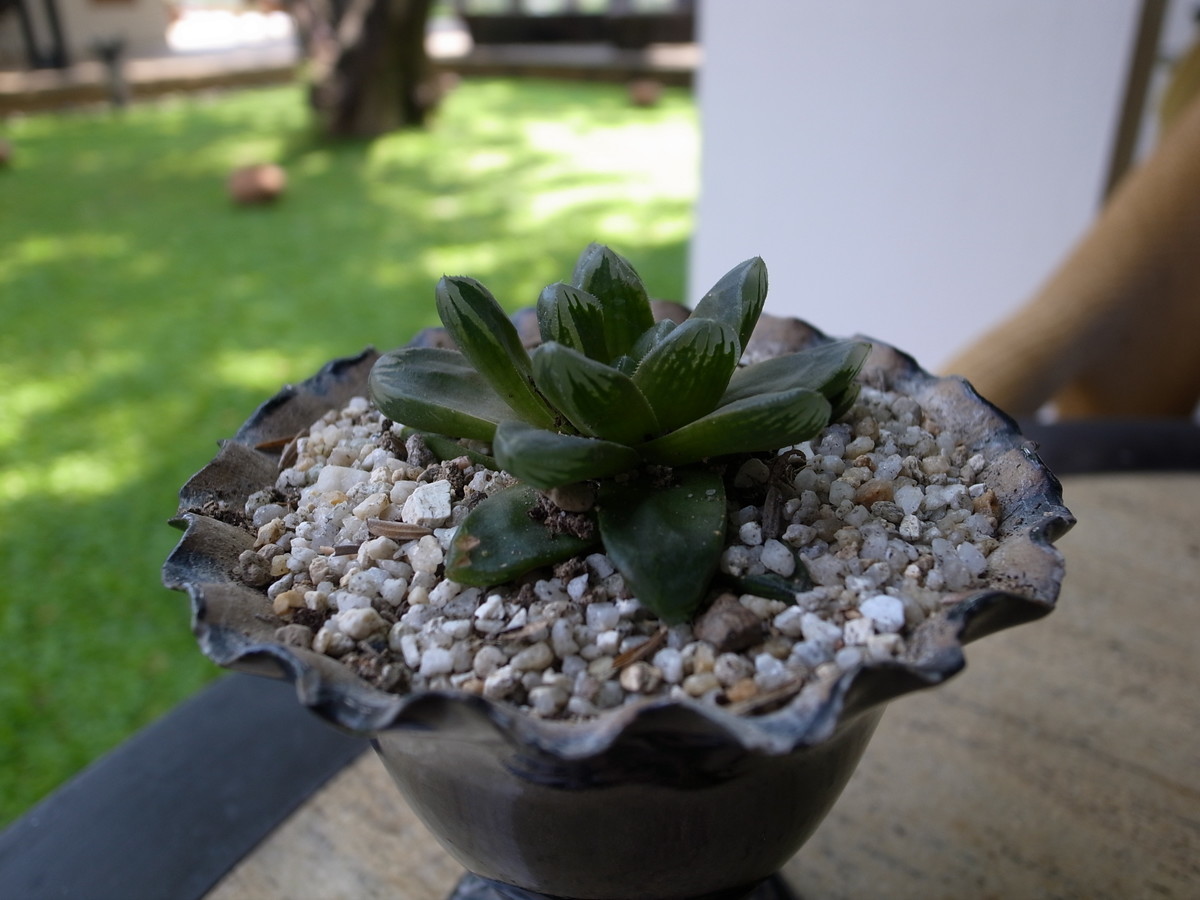 f:id:yokohama-kukan:20190611121938j:plain f:id:yokohama-kukan:20190611121938j:plain