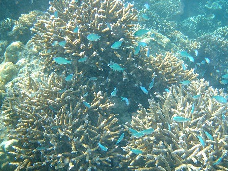 f:id:yokohamamarinos1993:20101102140709j:image