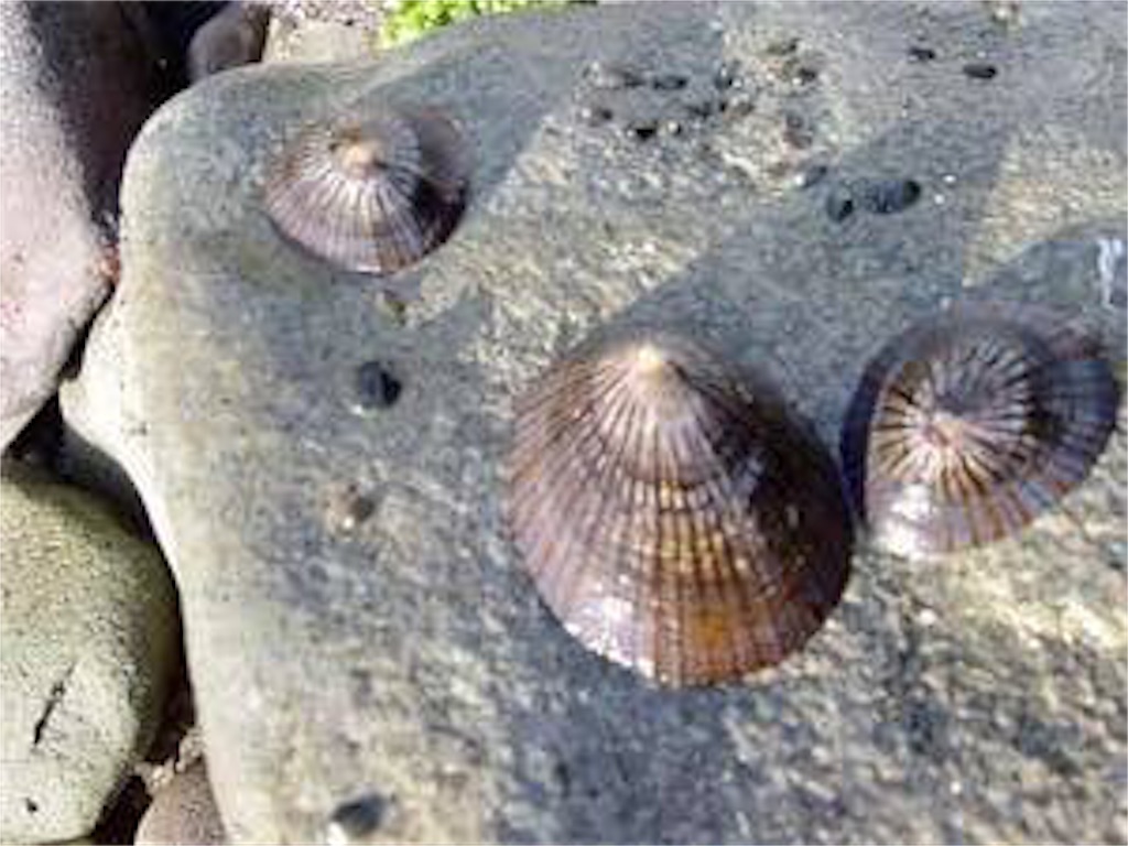 大浦海岸のマツバガイ 大トロ いろいろ みうけんのヨコハマ原付紀行