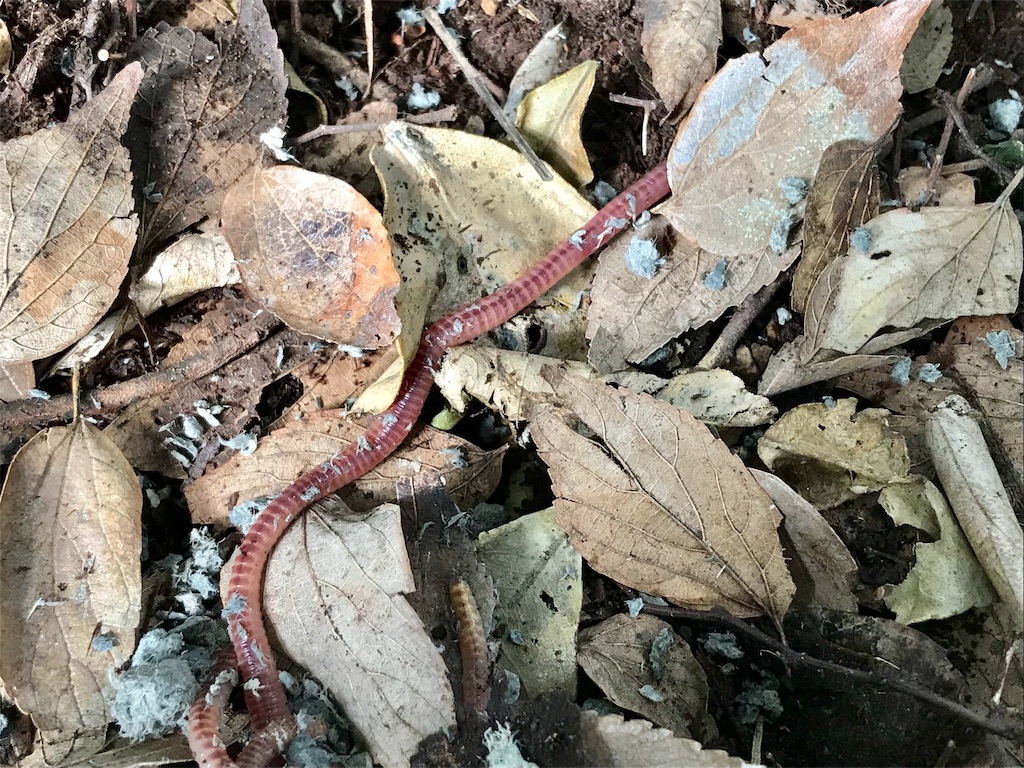 f:id:yokohamamiuken:20190519163622j:image f:id:yokohamamiuken:20190519163622j:image