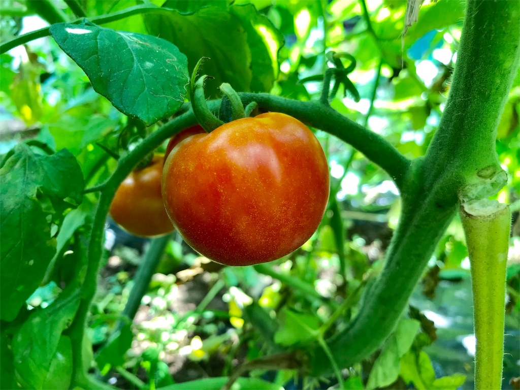 f:id:yokohamamiuken:20190728103408j:image f:id:yokohamamiuken:20190728103408j:image