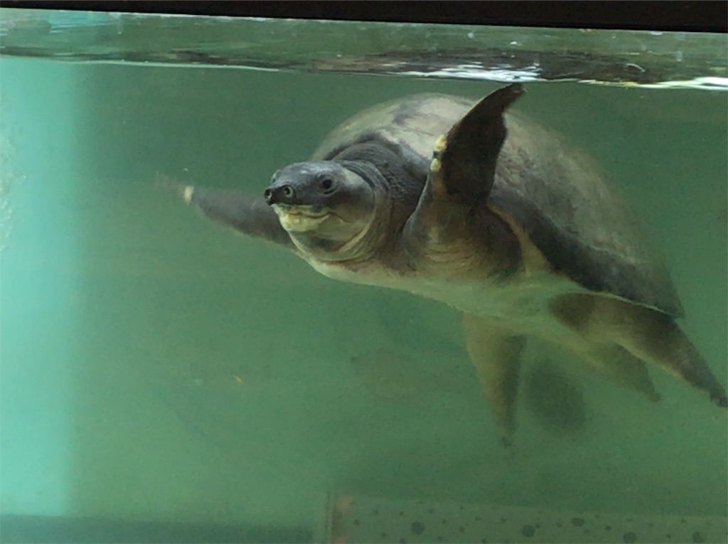 f:id:yokohamamiuken:20190730135238j:image