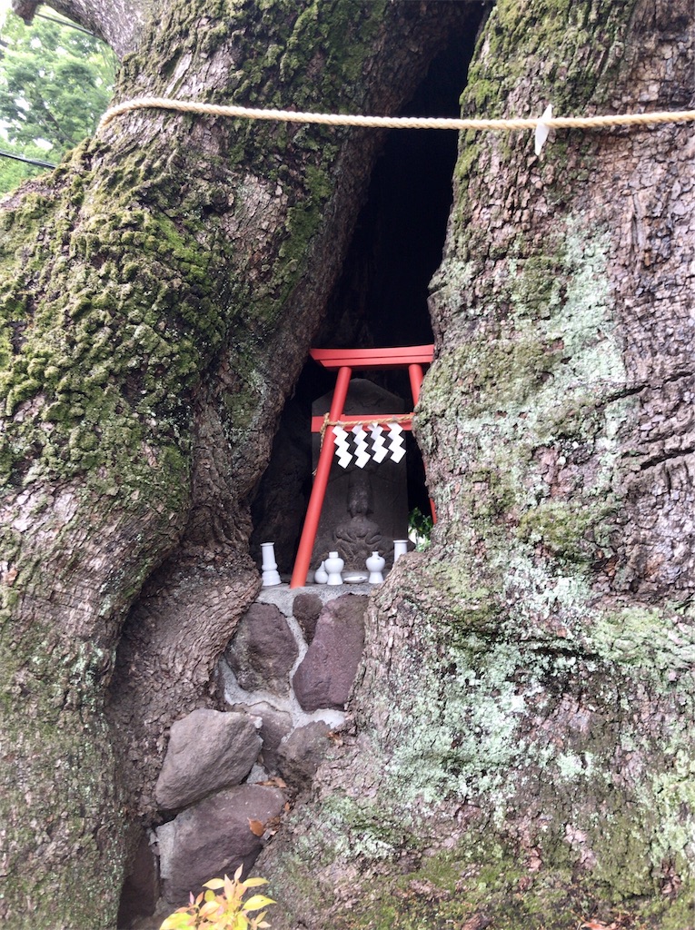 f:id:yokohamamiuken:20200521202518j:image