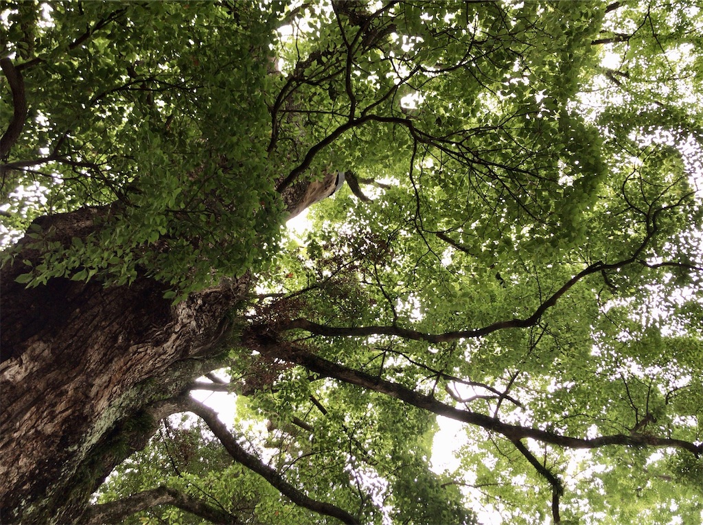 f:id:yokohamamiuken:20200521202536j:image