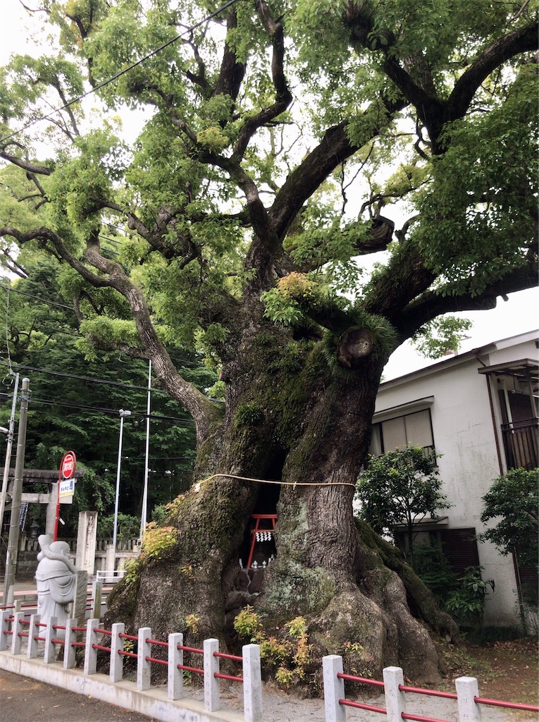 f:id:yokohamamiuken:20200521202558j:image