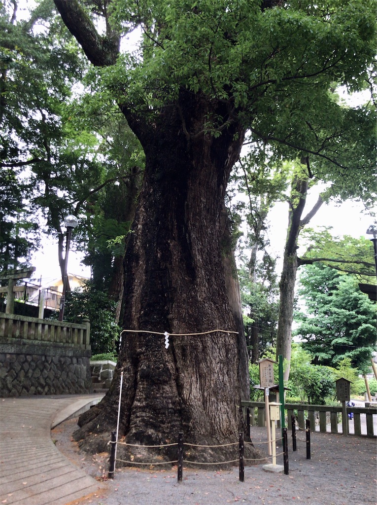 f:id:yokohamamiuken:20200521202614j:image