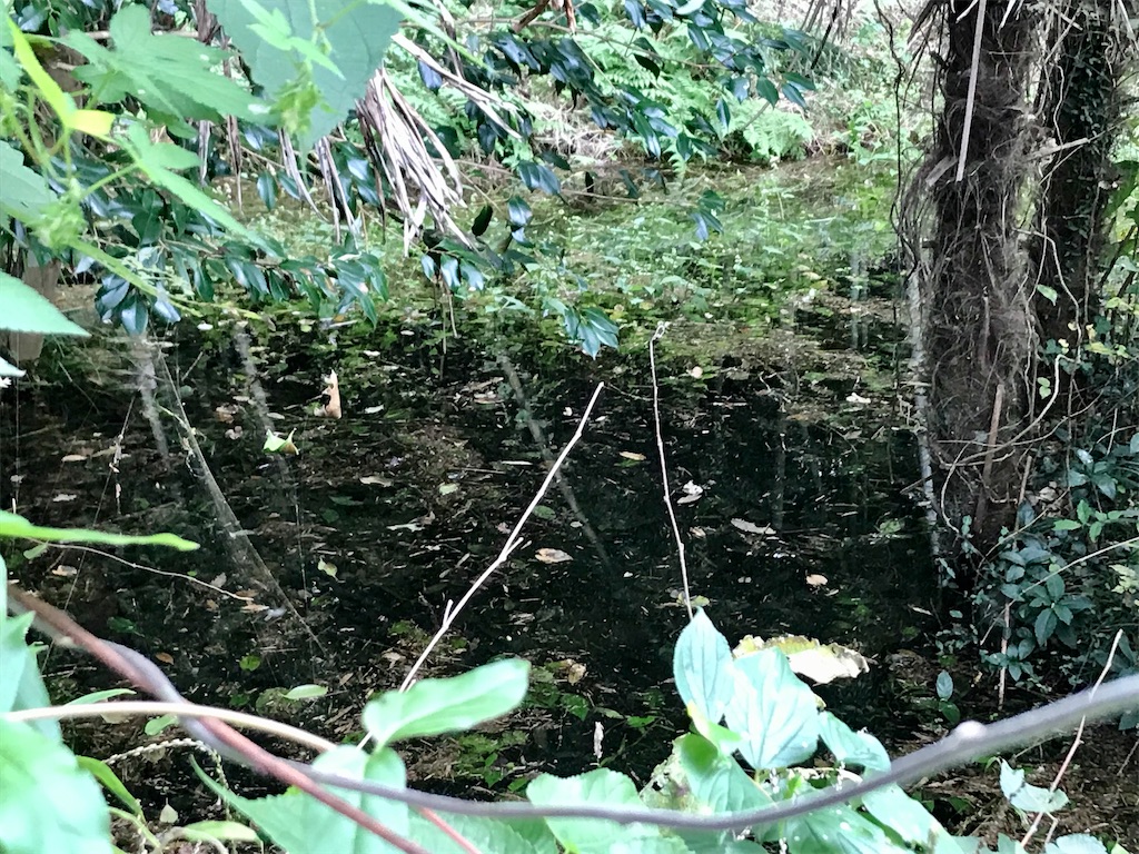 f:id:yokohamamiuken:20201023101304j:image f:id:yokohamamiuken:20201023101304j:image