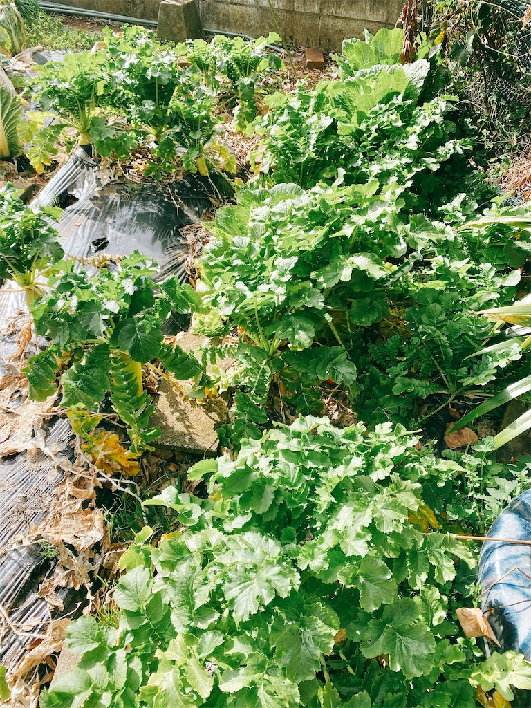 f:id:yokohamamiuken:20220304235838j:image