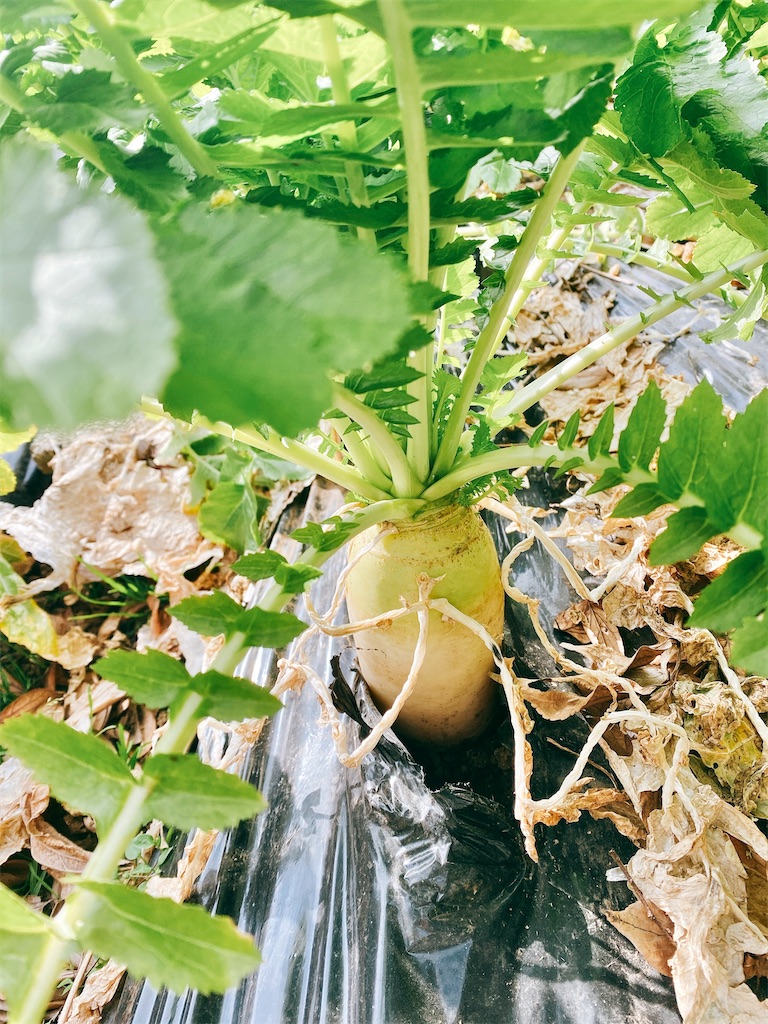 f:id:yokohamamiuken:20220304235840j:image