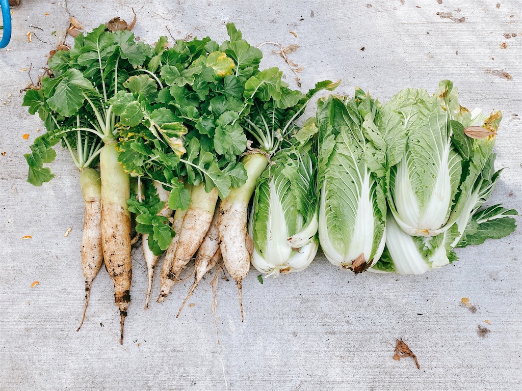 f:id:yokohamamiuken:20220304235905j:image