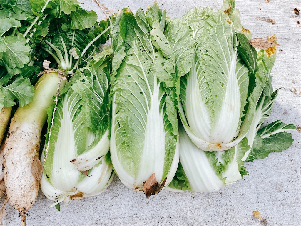 f:id:yokohamamiuken:20220304235908j:image