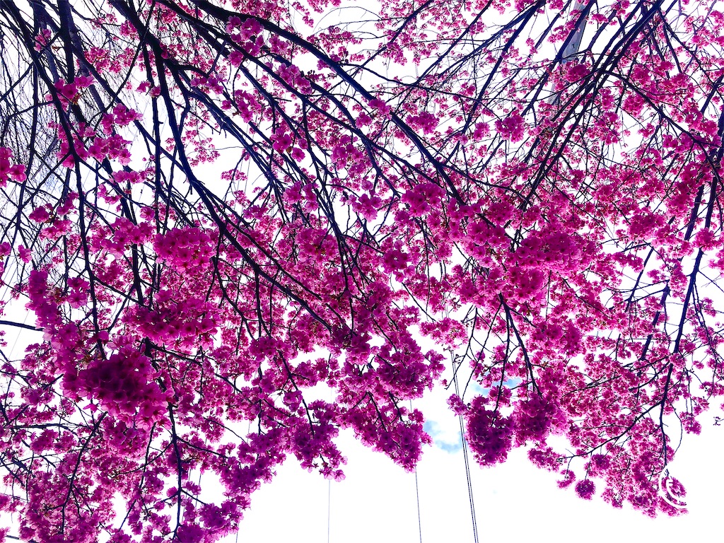 f:id:yokohamamura:20200315171218j:image f:id:yokohamamura:20200315171218j:image