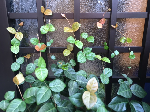 f:id:yokoimapleiades:20160810064441j:plain