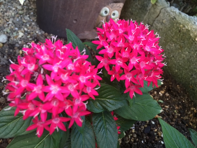 f:id:yokoimapleiades:20160810064510j:plain