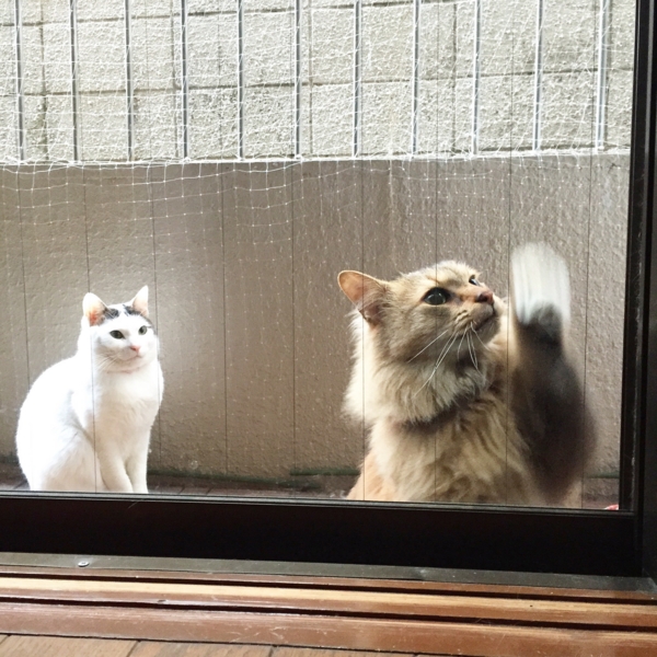 f:id:yokokihara:20150518104425j:image