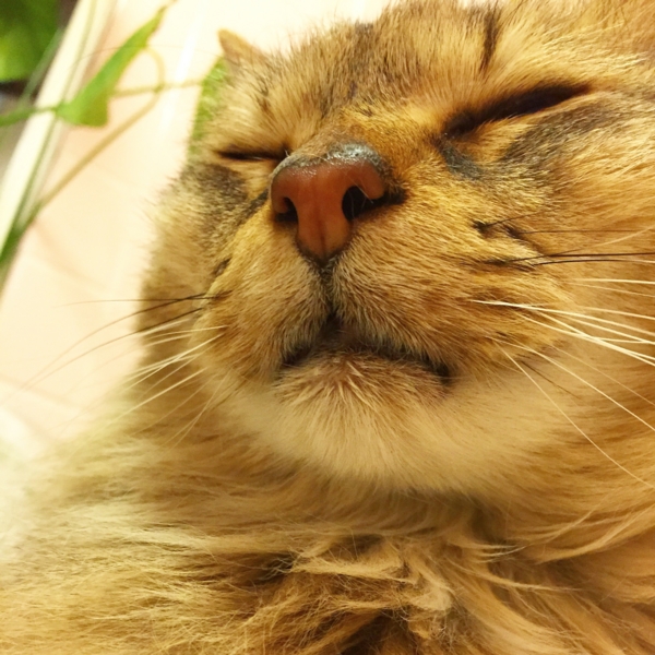 f:id:yokokihara:20150518104440j:image