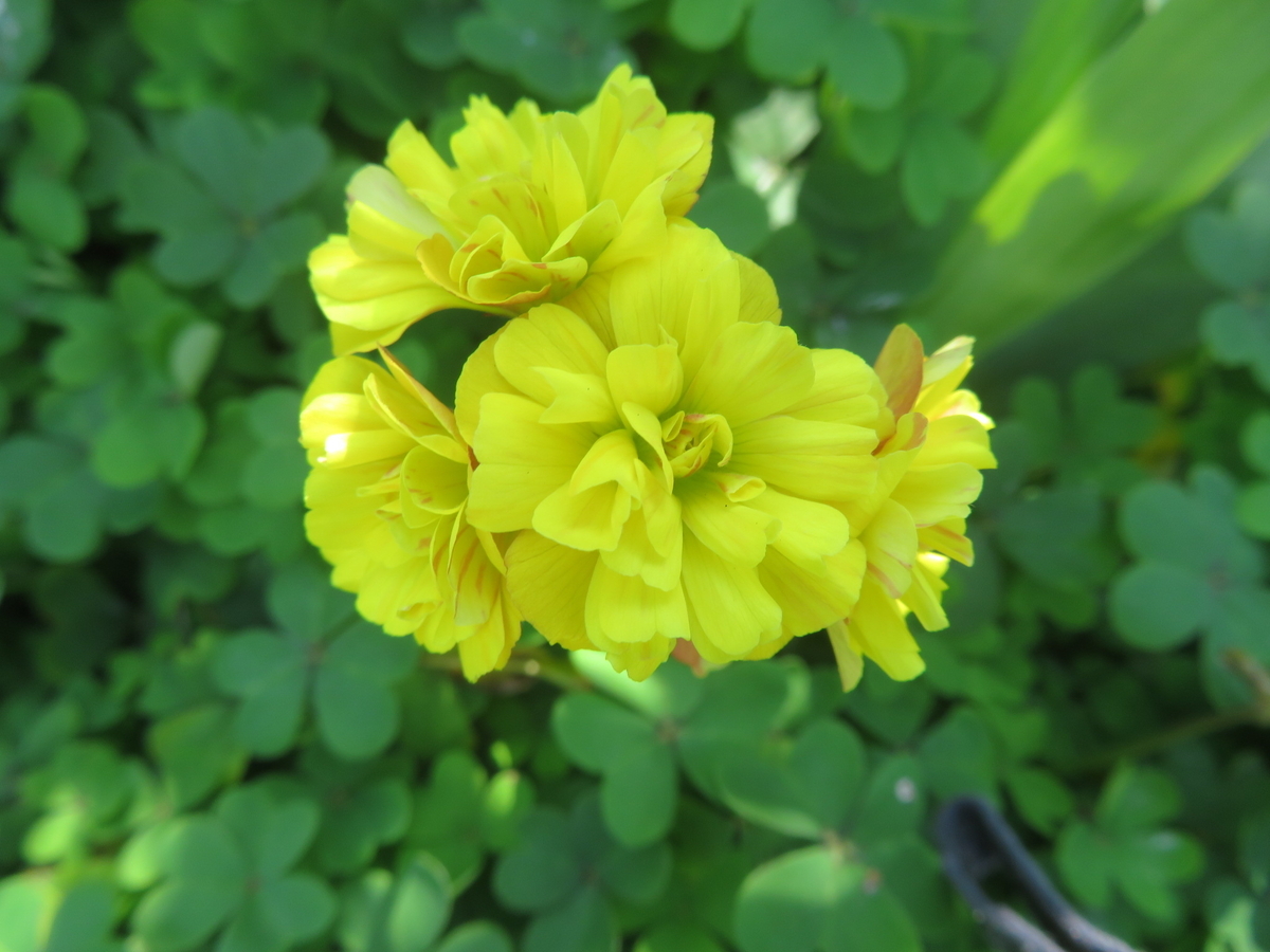 お花見の時見た草花 - さざんかのマイ・ガーデン