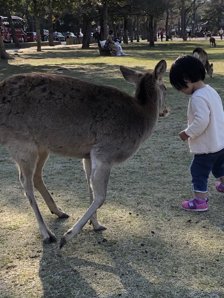 f:id:yokon48:20190326204704j:plain f:id:yokon48:20190326204704j:plain