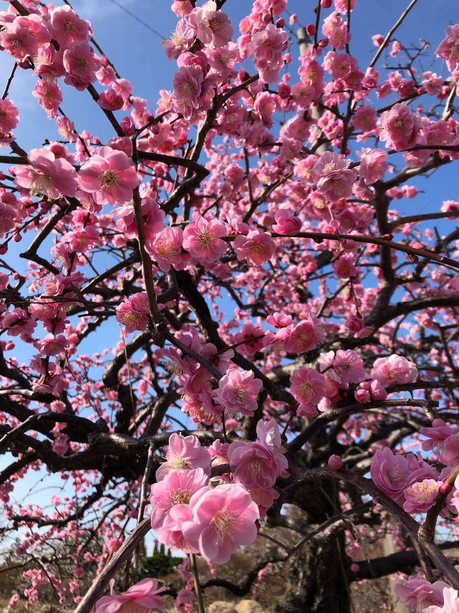 f:id:yokon48:20190326205210j:plain f:id:yokon48:20190326205210j:plain