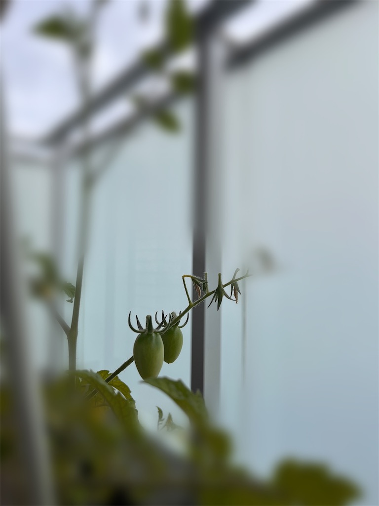 f:id:yokonarimama:20230601101359j:image