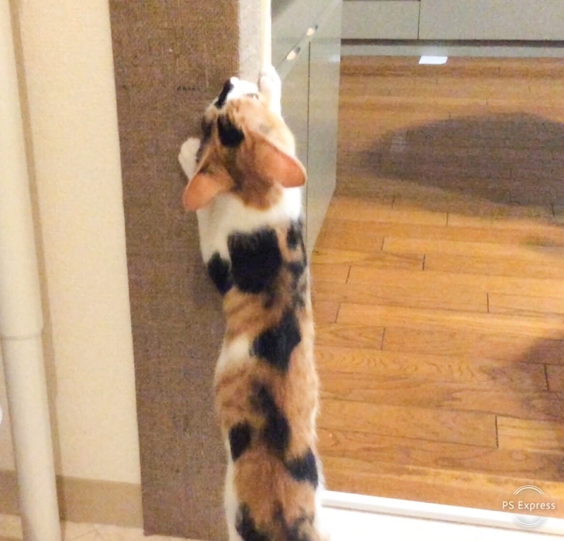 f:id:yokonote:20200825175548j:image