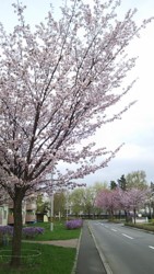 f:id:yokopucca:20120502172821j:image