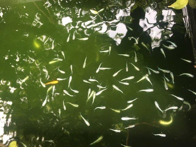 f:id:yokosannochie:20190517203201j:plain f:id:yokosannochie:20190517203201j:plain