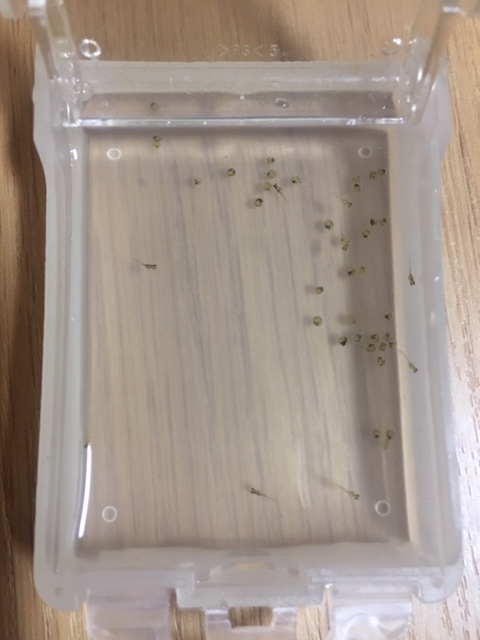 f:id:yokosannochie:20190621092446j:plain f:id:yokosannochie:20190621092446j:plain