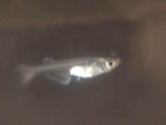 f:id:yokosannochie:20190621092523j:plain f:id:yokosannochie:20190621092523j:plain