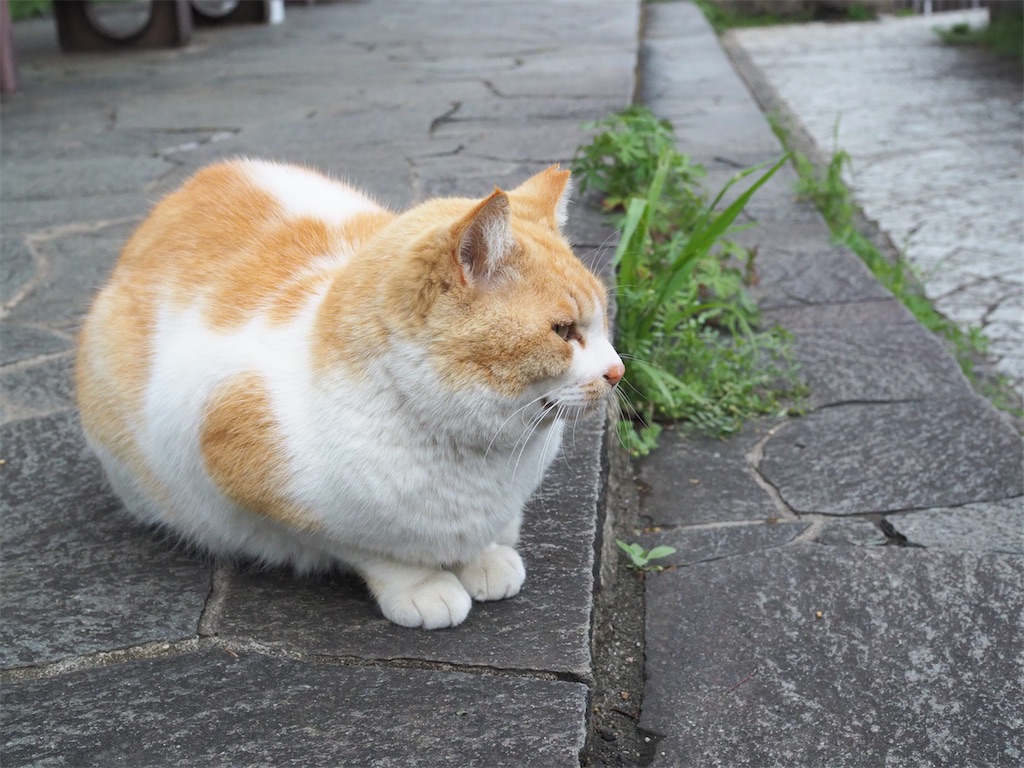 f:id:yokosuka1012:20220404193207j:image f:id:yokosuka1012:20220404193207j:image