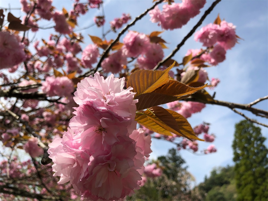 f:id:yokota-sekizai:20180412231740j:image f:id:yokota-sekizai:20180412231740j:image
