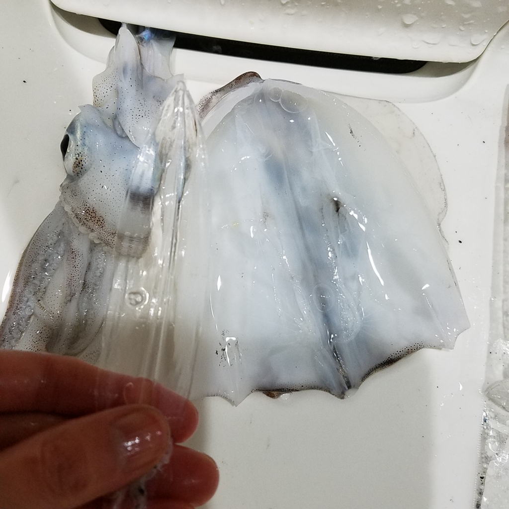 エギングで釣れたアオリイカの保存法 ミーハー主婦の釣りと食 エギングで釣れたアオリイカの保存法 ミーハー主婦の釣りと食