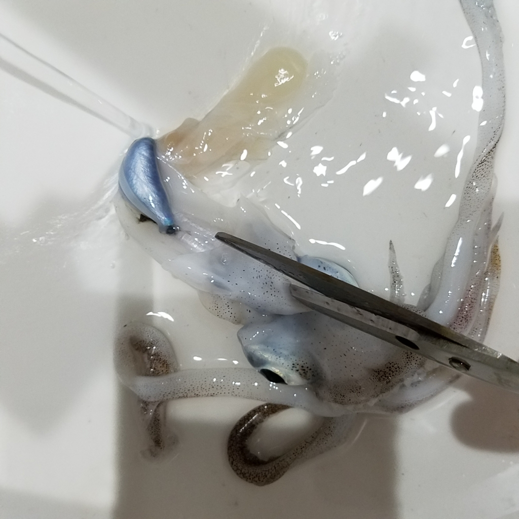 エギングで釣れたアオリイカの保存法 ミーハー主婦の釣りと食 エギングで釣れたアオリイカの保存法 ミーハー主婦の釣りと食