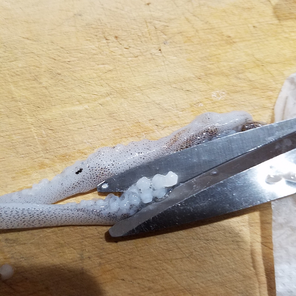 エギングで釣れたアオリイカの保存法 ミーハー主婦の釣りと食 エギングで釣れたアオリイカの保存法 ミーハー主婦の釣りと食