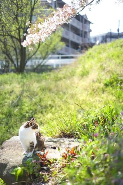 f:id:yokoyoko_115:20210306003406j:plain