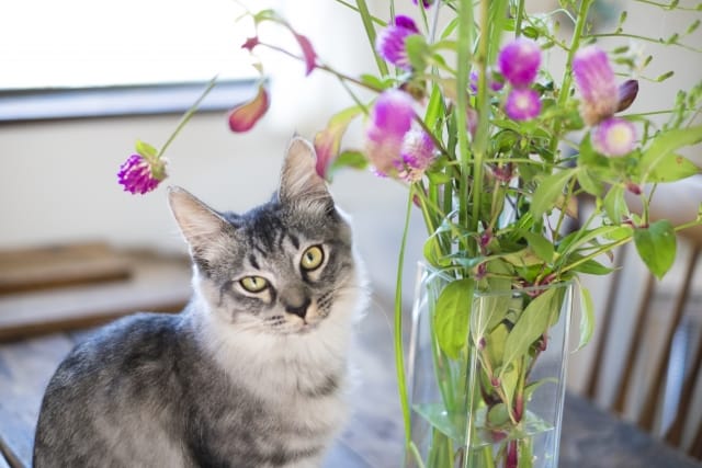 f:id:yokoyoko_115:20210306003439j:plain