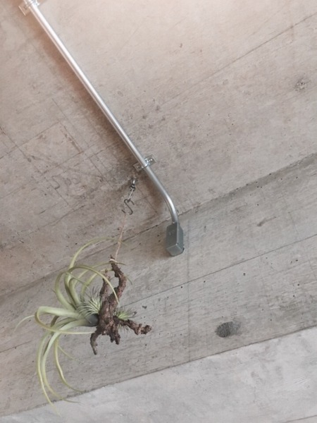 image あらわしにした天井に残る吊りボルトの跡を活かして植物をハンギング