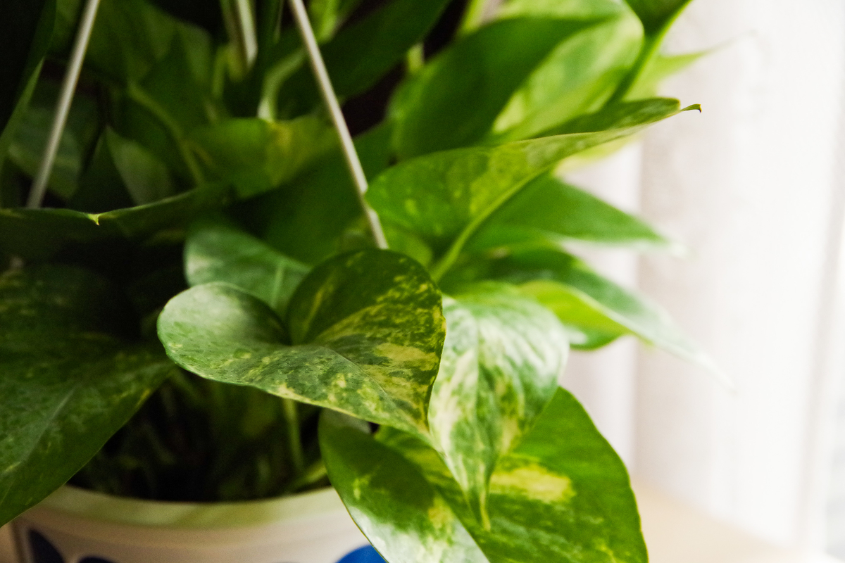 f:id:yokumury:20180519160926j:plain f:id:yokumury:20180519160926j:plain