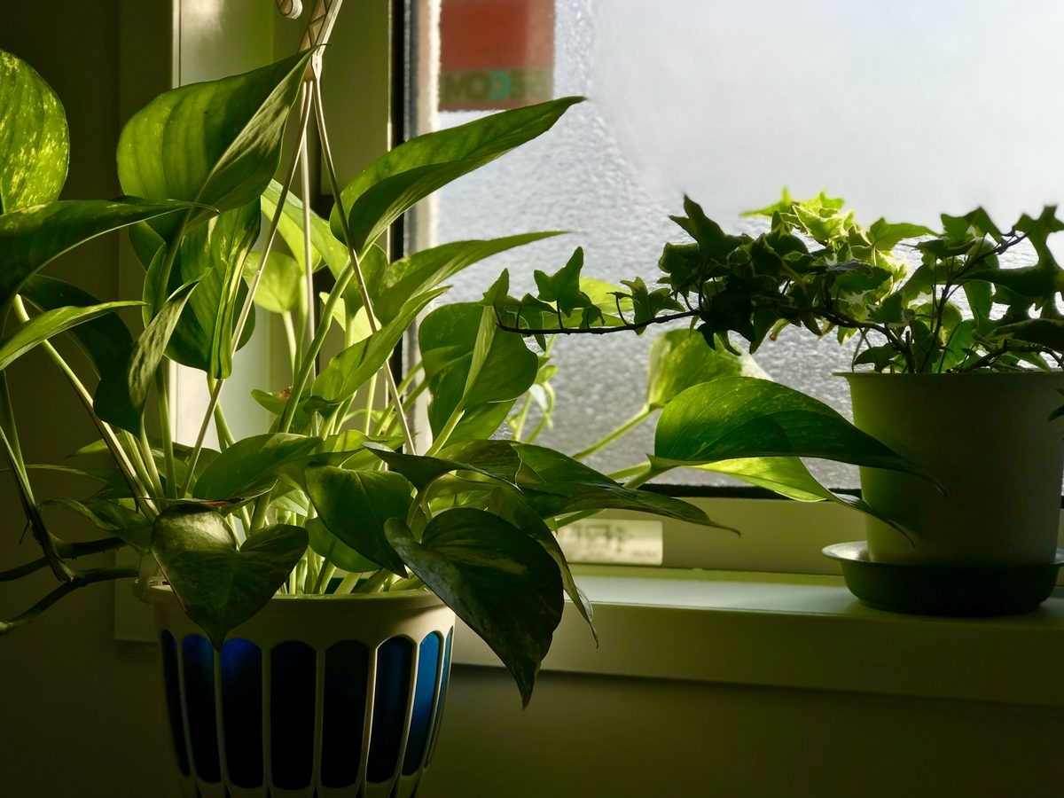 f:id:yokumury:20181223082255j:plain f:id:yokumury:20181223082255j:plain