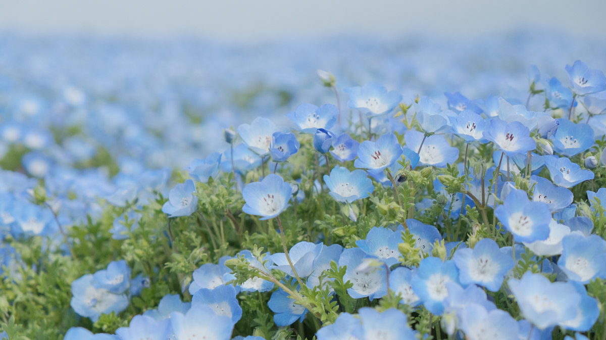 f:id:yokumury:20190421135223j:plain f:id:yokumury:20190421135223j:plain