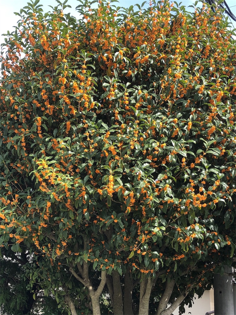 f:id:yomechang:20191026131817j:image
