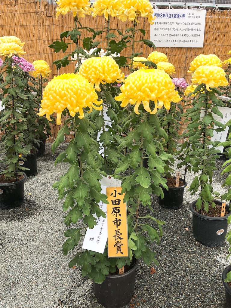 f:id:yomechang:20191103150013j:image f:id:yomechang:20191103150013j:image